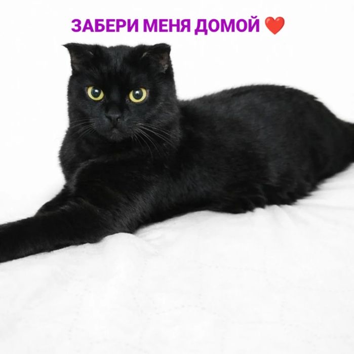 Багира ищет семью