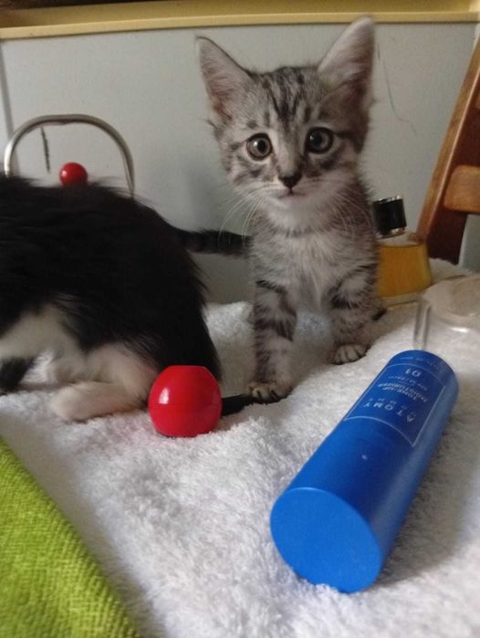 Продам гладкошерстных котят
