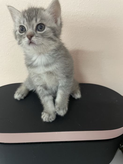 Очаровательные милые котята