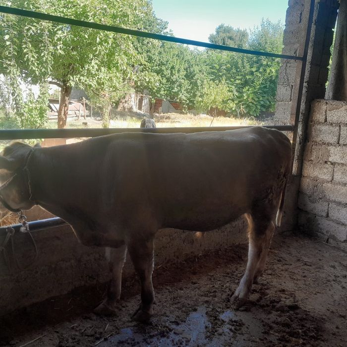 Пародный бык продам