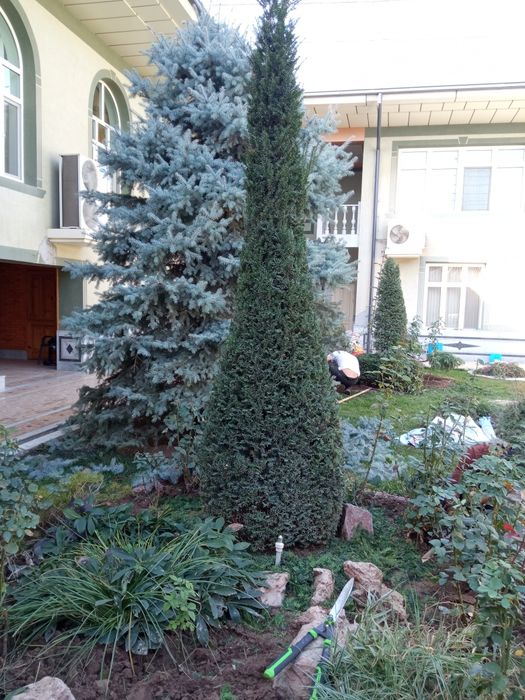 Archaga shakl berish