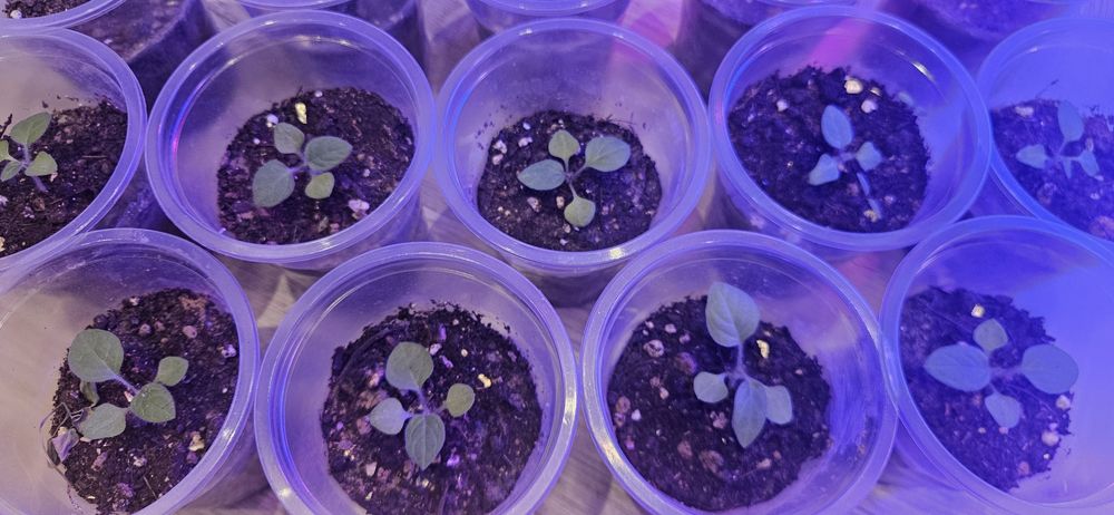 Продаётся рассада и семена физалиса (Капский крыжовник, земляная клюкв