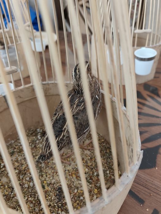 Italiya bedana 45-50 kunli