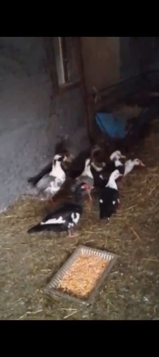 Продам или обмен на козу