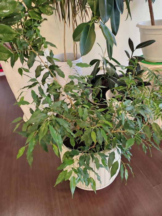 Продам Бенджамина,фикус