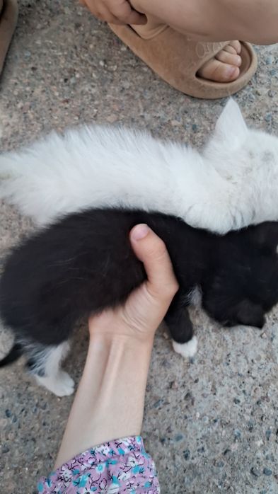 Кошки бесплатной