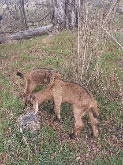 Vînd capră alpină cu doi iezi pereche