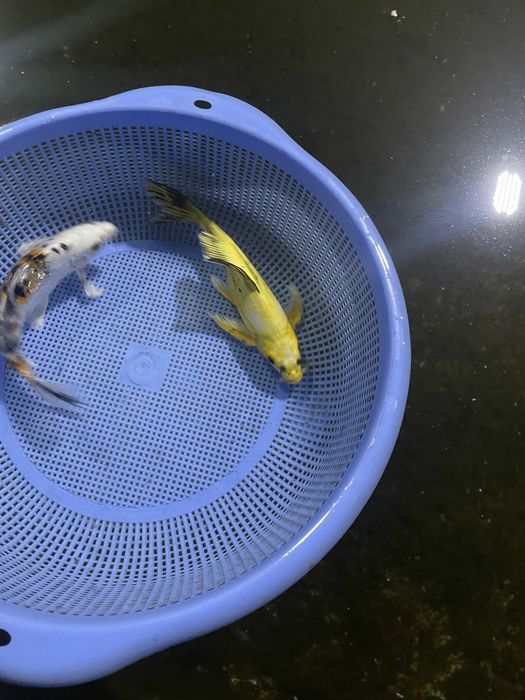 Коя валивый