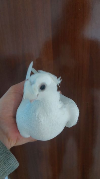 Голуби. Белыйдвухчубый самка кептер