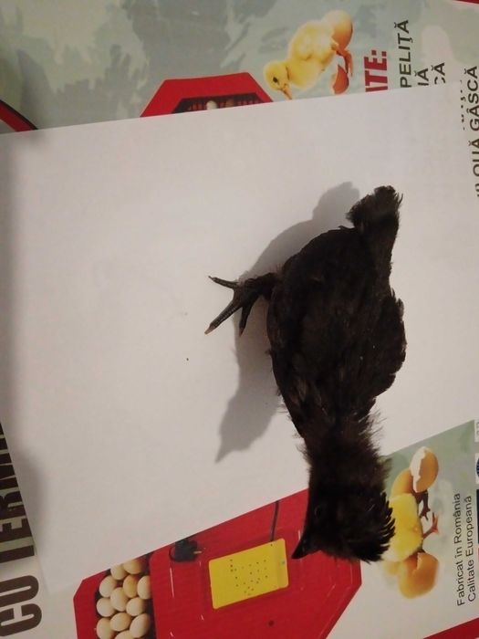 Декоративни пиленца