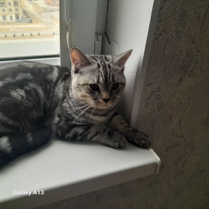 Отдам в добрые руки кота