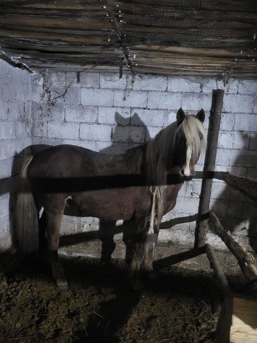 Продается жеребец