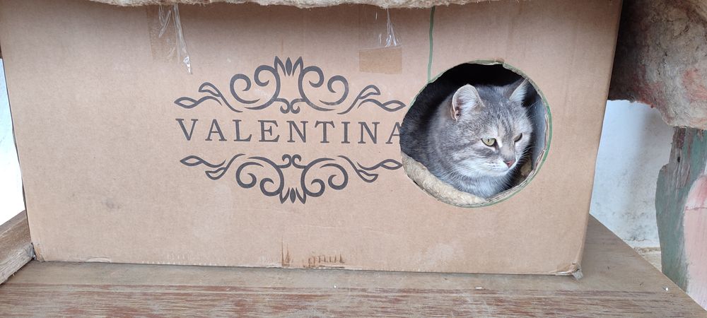 Отдам кошку в добрые руки.