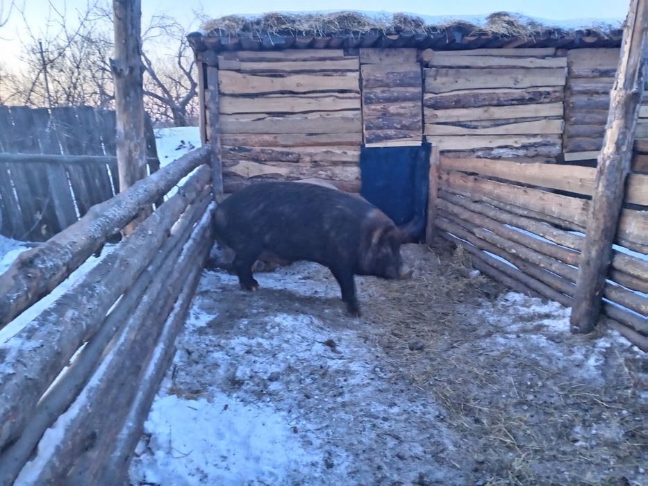 Продам кабана(кнур)