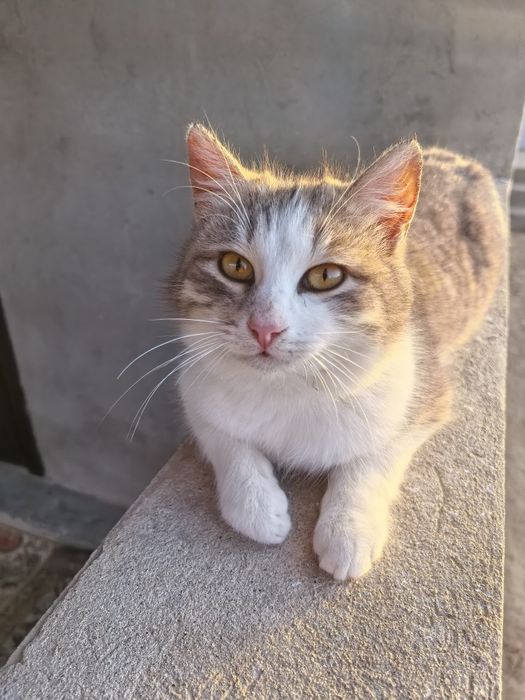 Кошка (Мужская) милый