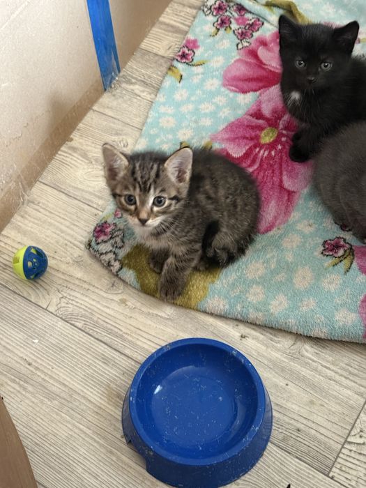 Отдам котят, котята девочка и мальчики