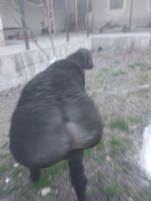 Qŏchqor sotiladi