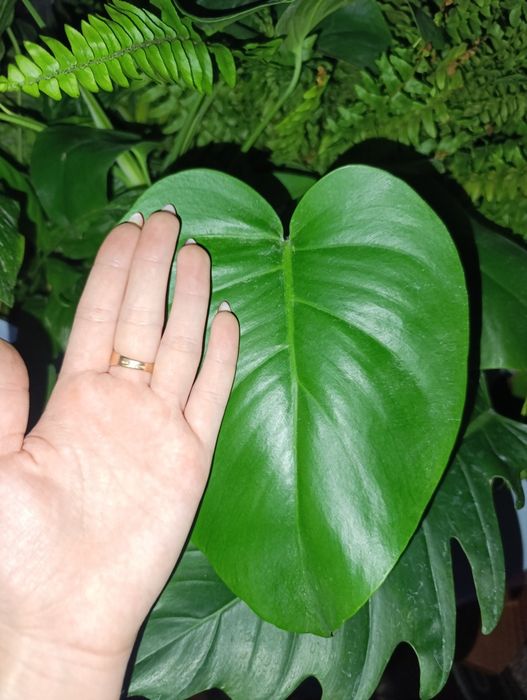 Продаются монстры