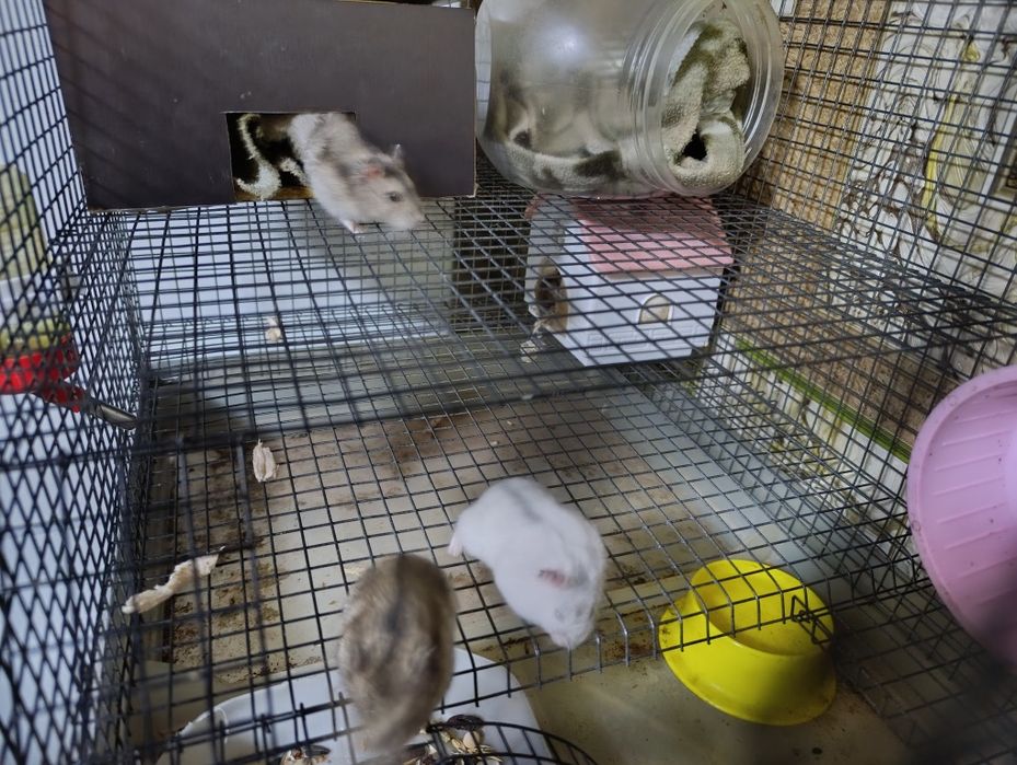 Продам хамяков 2 шт