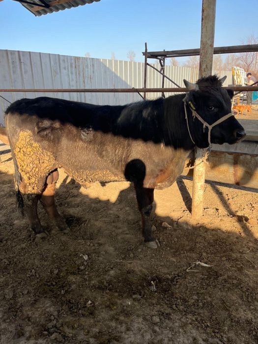 Срочно продаются бычки