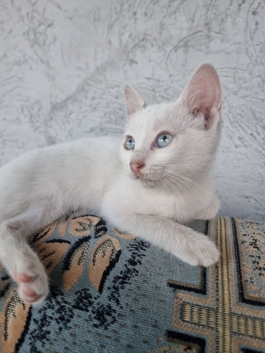 Котята в хорошие руки