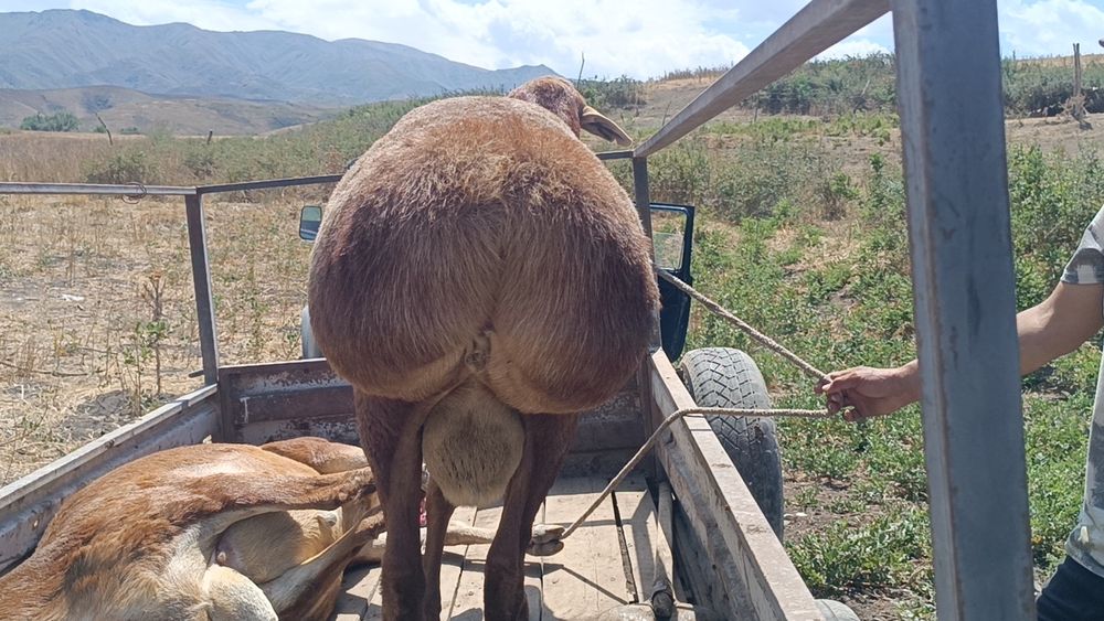 Ассалаумағалейкум қошқар сатылады