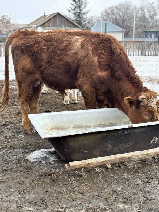 Продам быка, 2 года