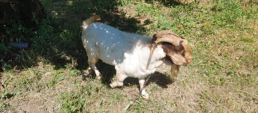 Vând țap boer...