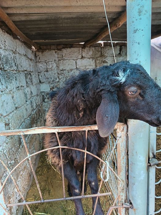 Qochqor qurbonlika rossa yetilgan 55, 60kg atrofida bolsa kere