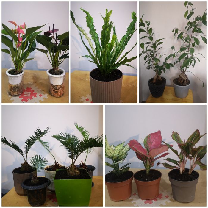 Комнатные растения