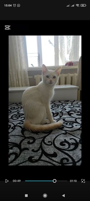 Кошечка стерилизованная