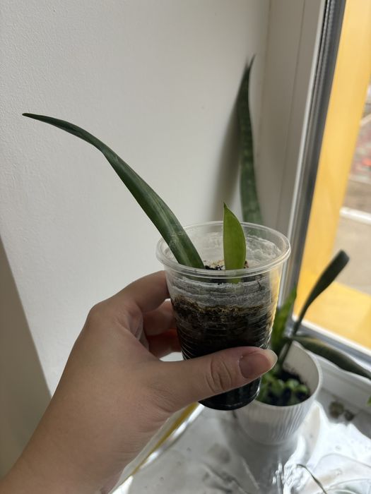 Продаются отростки