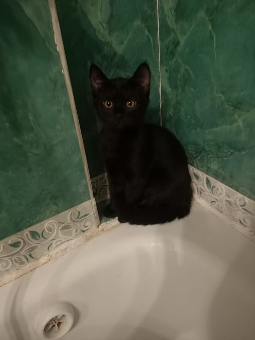 котёнка в хорошие руки