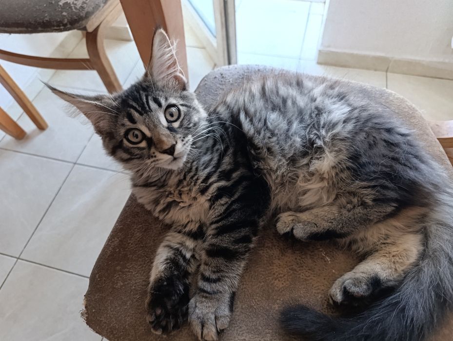 Продам котик мейнкунчик