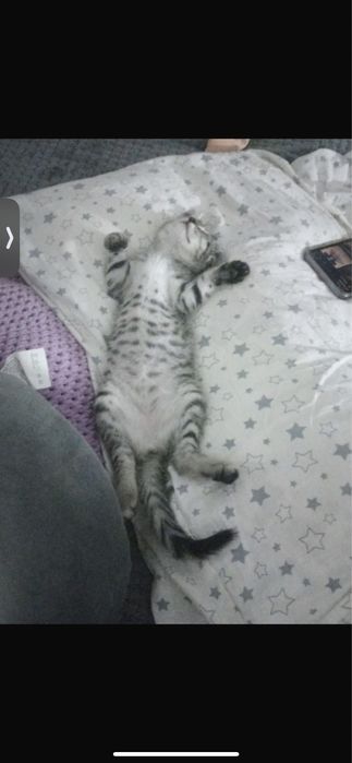 Отдадим котенка в хорошие руки