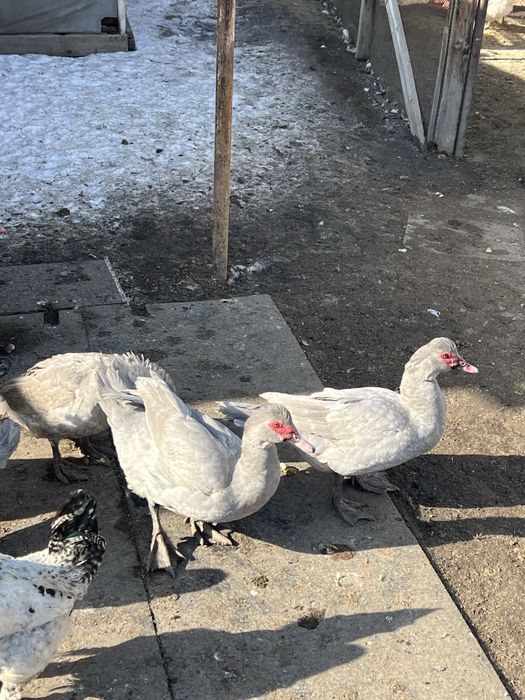 Селезни лаванда