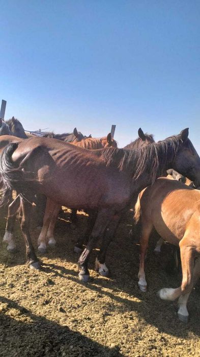 Продам лошадь Бие (6 жасар)  еркек құлынымен .