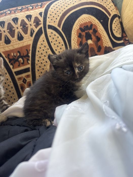 Отдам даром котят