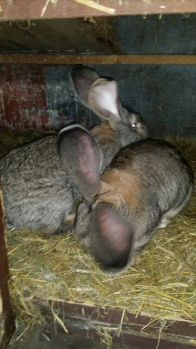 Iepuri Urias german gri