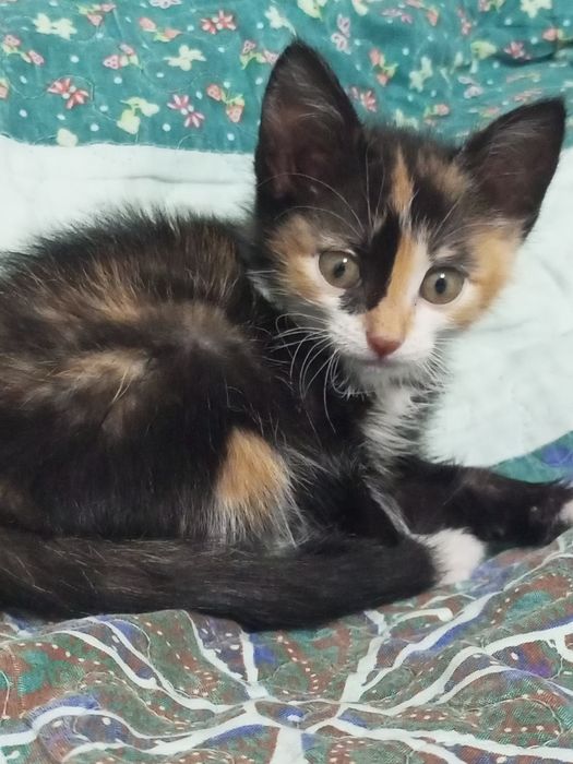 Котенок домашний за  999