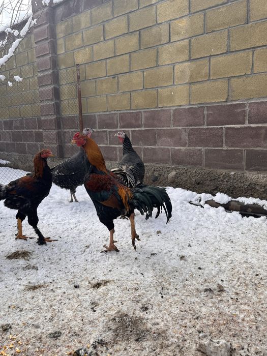 Бойцовый петух дакан