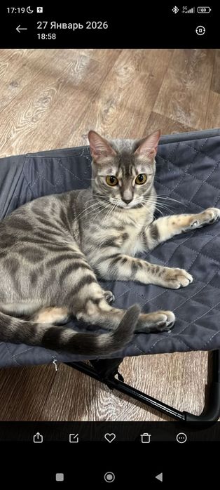 Бенгальская кошка