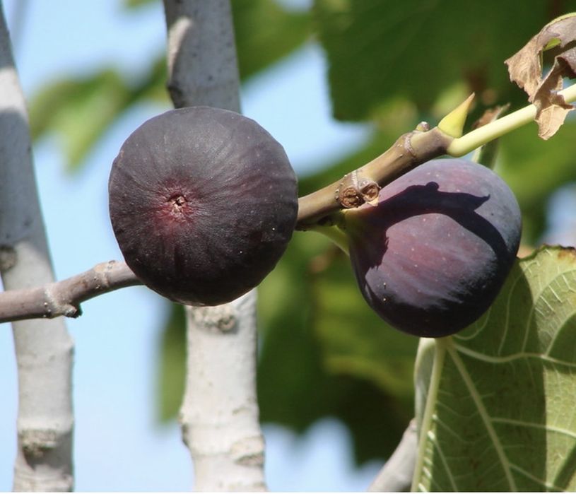 Smochin negru de crimeea