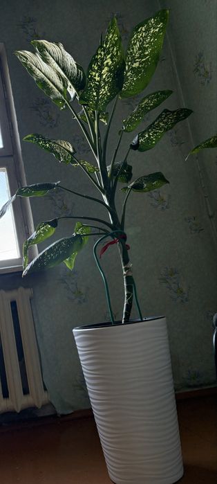 Комнатные цветы,дифенбаххия