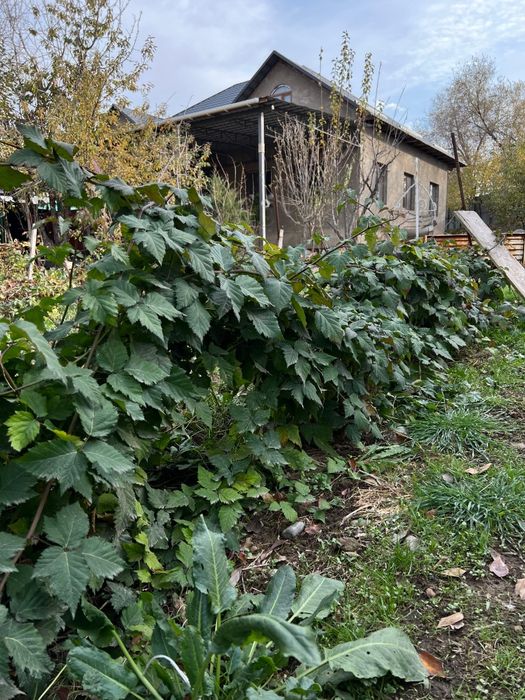 Ежевика Доил двух летка