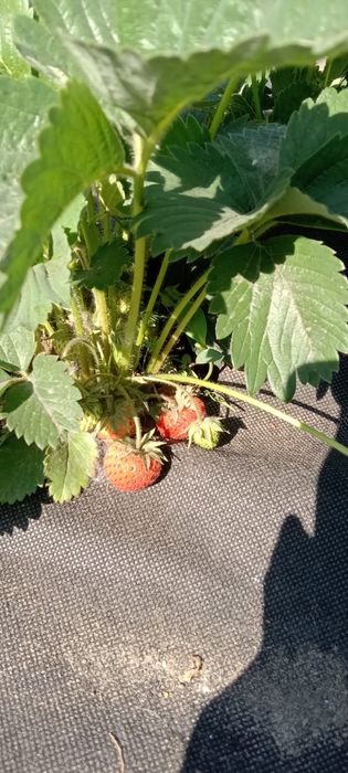 Дача восточный правый 5 дачи