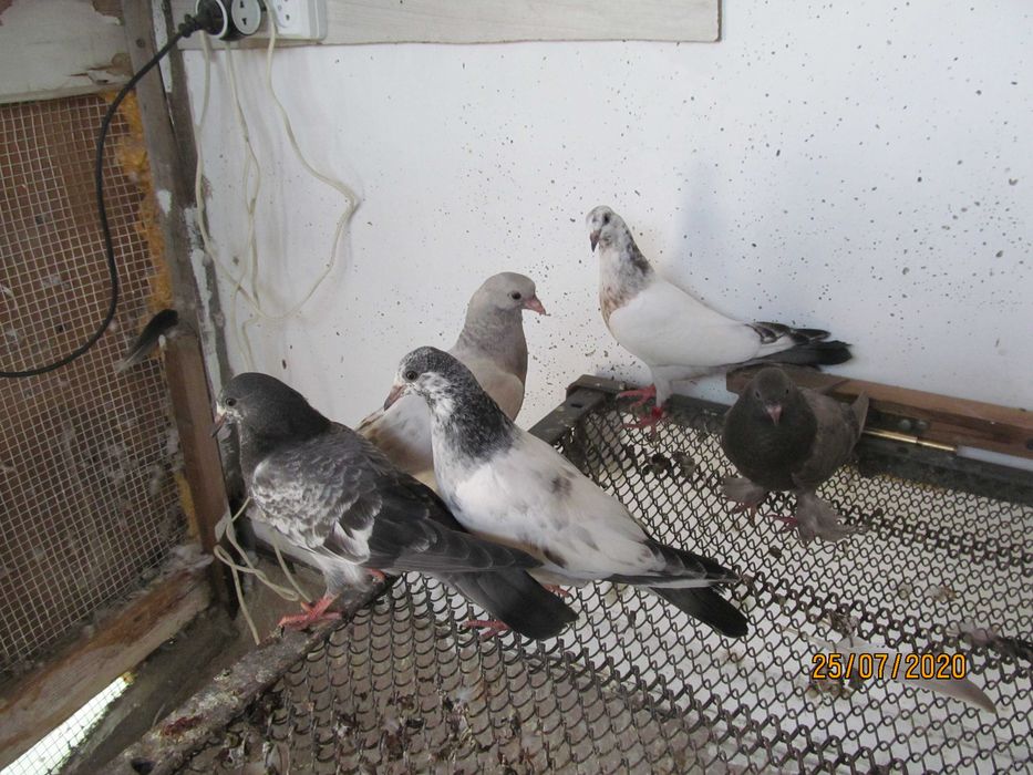 Продам Молодых ИНДОПАКИСТАНСКИХ Высоко-Лётно игровых голубей