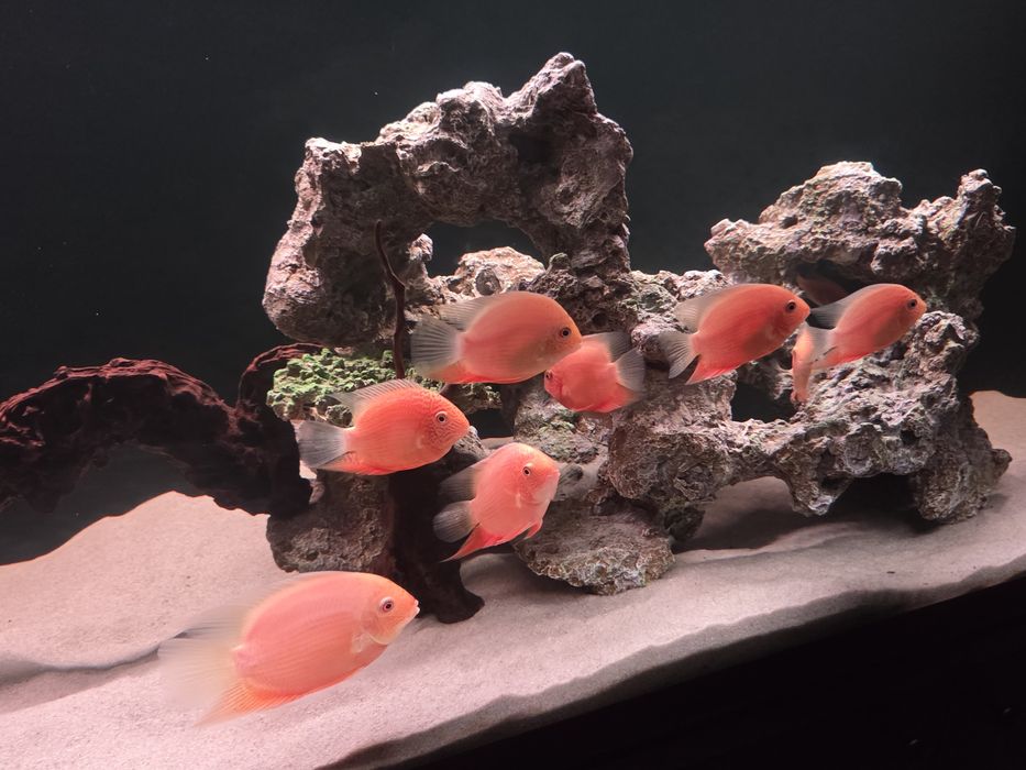 Северум красноточечный, 10см.