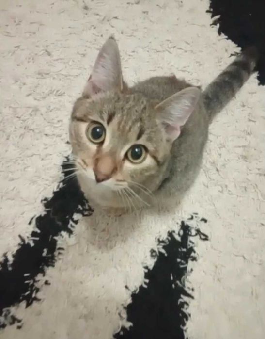 Доверчивый котик-подросток ищет дом
