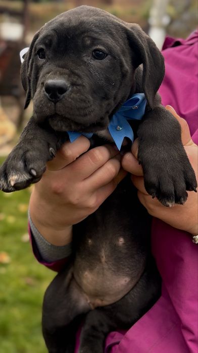Vând pui de Cane Corso